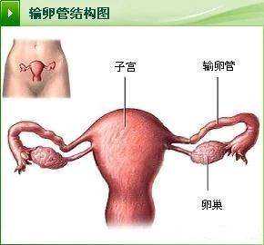 江苏供卵流程是怎样的,【江苏有没有做供卵的】中央型前置胎盘，37周剖腹产健